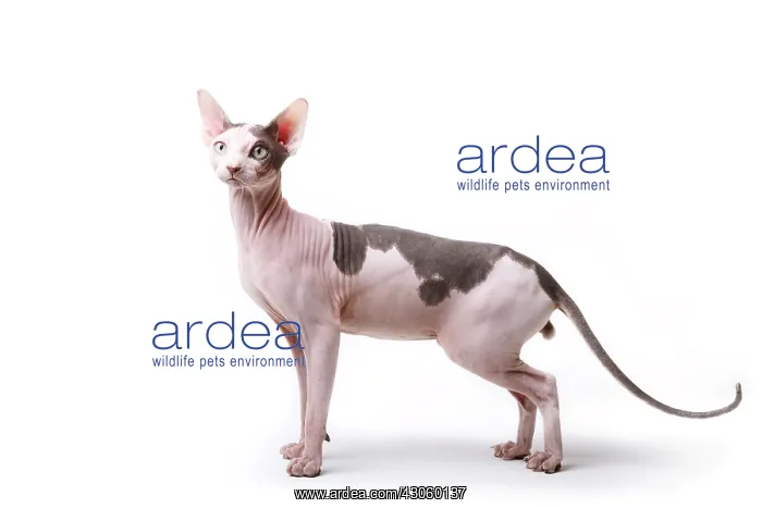 : Sphinx cat naked male black and white standing in the studio : Sphinx cat naked male black and white standing in the studio