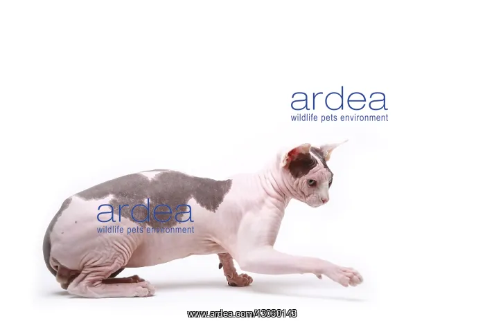 : Sphinx cat naked male black and white in the studio : Sphinx cat naked male black and white in the studio