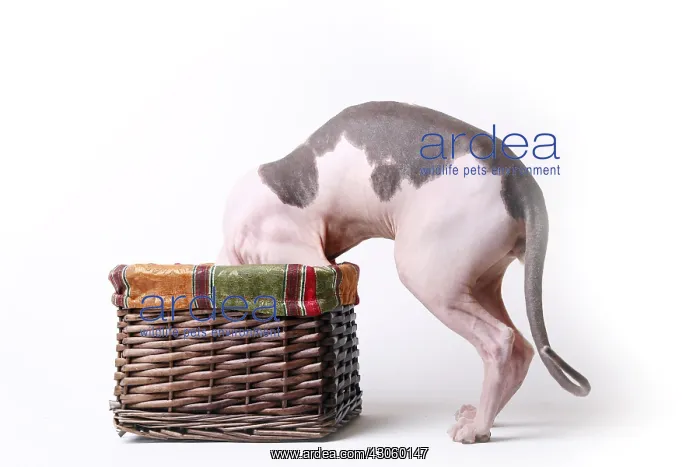 : Sphinx cat naked male head in a basket in the studio France : Sphinx cat naked male head in a basket in the studio France