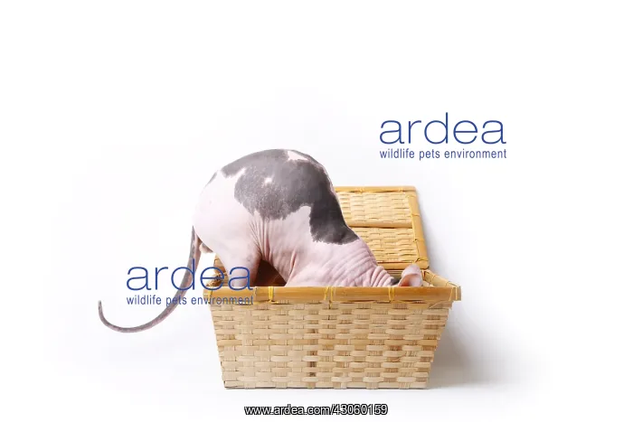 : Sphinx cat naked male hiding in a basket in the studio : Sphinx cat naked male hiding in a basket in the studio