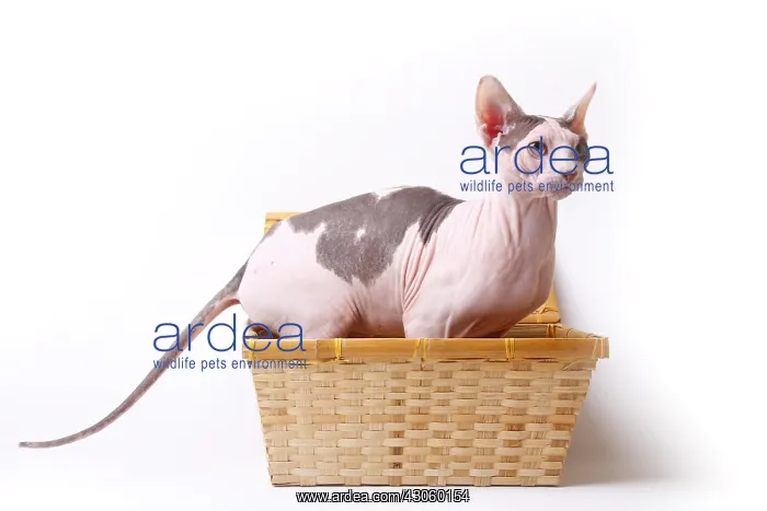 : Sphinx cat naked male sitting in a basket in the studio : Sphinx cat naked male sitting in a basket in the studio