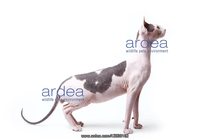 : Sphinx cat naked male standing with neck stretched France : Sphinx cat naked male standing with neck stretched France