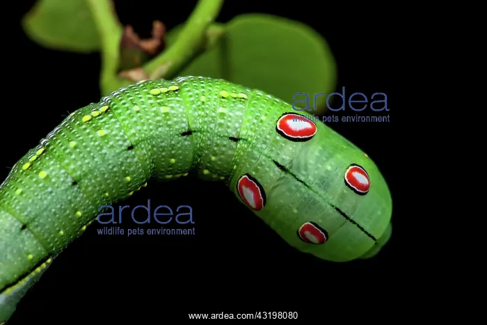 : Sphinx chiron (Xylophanes chiron nechus) caterpillar : Sphinx chiron (Xylophanes chiron nechus) caterpillar