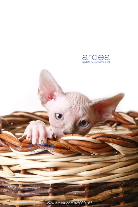 : Sphinx kitten blue point in a basket in the studio France : Sphinx kitten blue point in a basket in the studio France