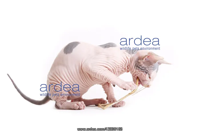 : Sphinx kitten blue and white playing with a blade of grass : Sphinx kitten blue and white playing with a blade of grass