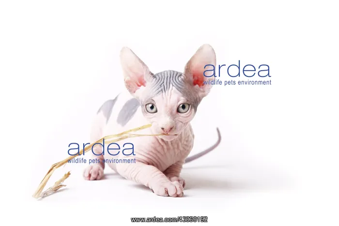 : Sphinx kitten blue and white playing with a blade of grass : Sphinx kitten blue and white playing with a blade of grass
