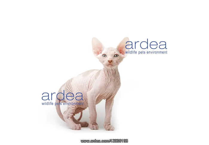 : Sphinx kitten standing in studio in France : Sphinx kitten standing in studio in France
