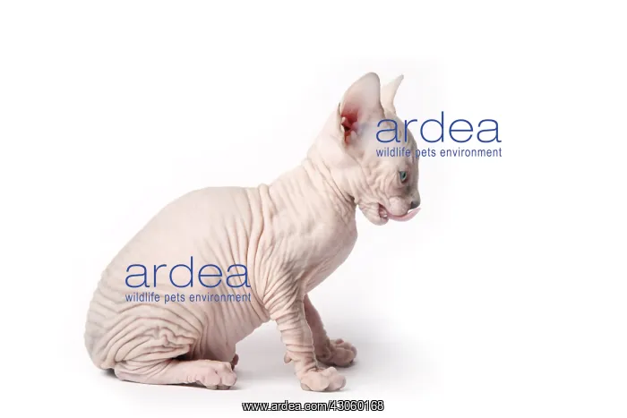 : Sphinx kittens blue point licking his lips France : Sphinx kittens blue point licking his lips France