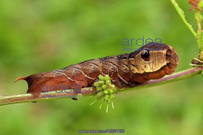 : Sphinx moth (hawk moth) caterpillar - Snake mimic : Sphinx moth (hawk moth) caterpillar - Snake mimic