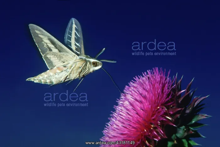 : Sphinx Moth and Russian Thistle : Sphinx Moth and Russian Thistle