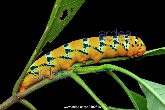 : Sphinx (Oryba kadeni) caterpillar on a stem, Montagne : Sphinx (Oryba kadeni) caterpillar on a stem, Montagne
