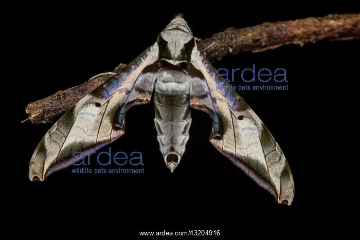 : Sphinx (Protambulyx goeldii) on a twig, Saramaca : Sphinx (Protambulyx goeldii) on a twig, Saramaca