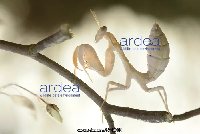 : Sphodromantis viridis nymph walking on a twig with buds of a : Sphodromantis viridis nymph walking on a twig with buds of a
