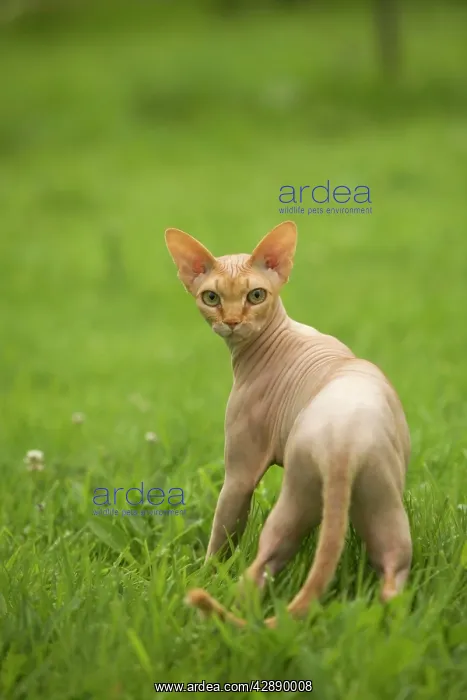  : Sphynx Cat