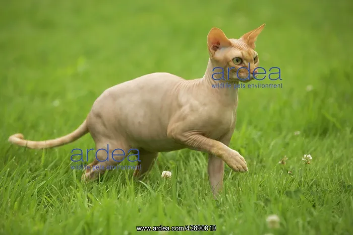  : Sphynx Cat