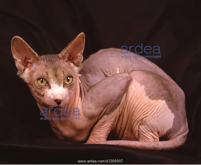 : Sphynx CAT : Sphynx CAT