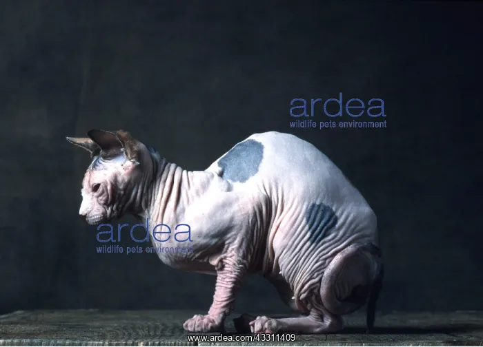: Sphynx CAT : Sphynx CAT