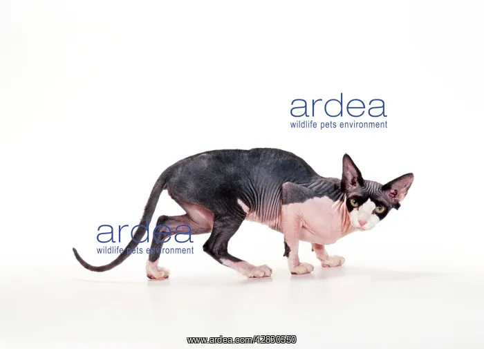  : Sphynx CAT - Black and White