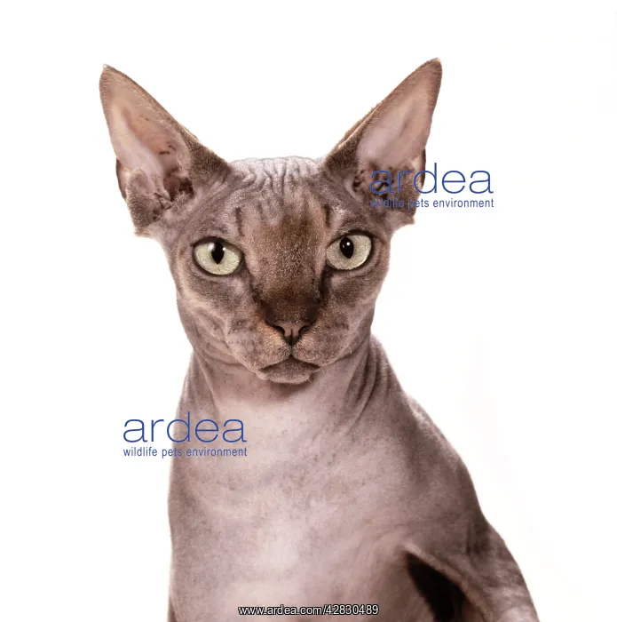  : Sphynx CAT - Brown Tabby