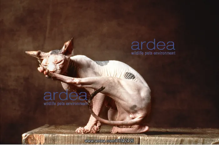  : Sphynx CAT - brown Torie