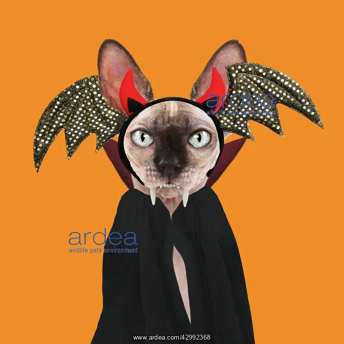 : Sphynx Cat, dresssed as Dracula : Sphynx Cat, dresssed as Dracula