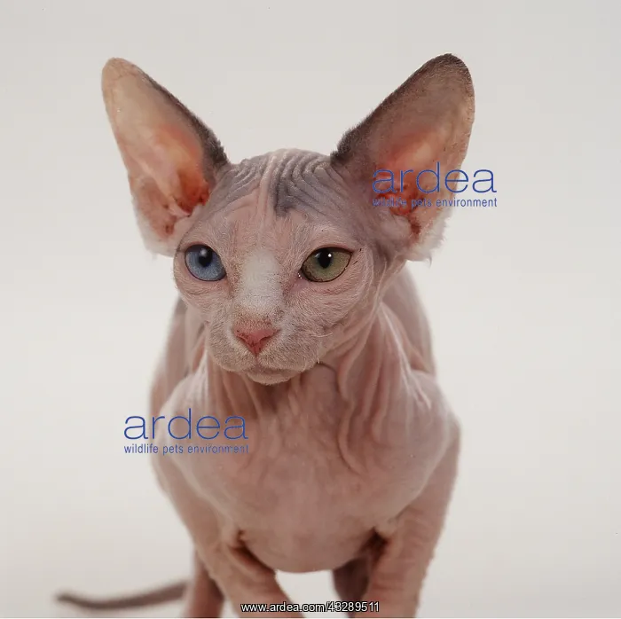  : Sphynx CAT - harlequin  /  bicolour