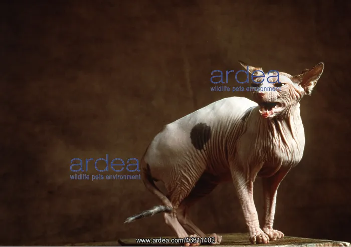 : Sphynx CAT - miaowing