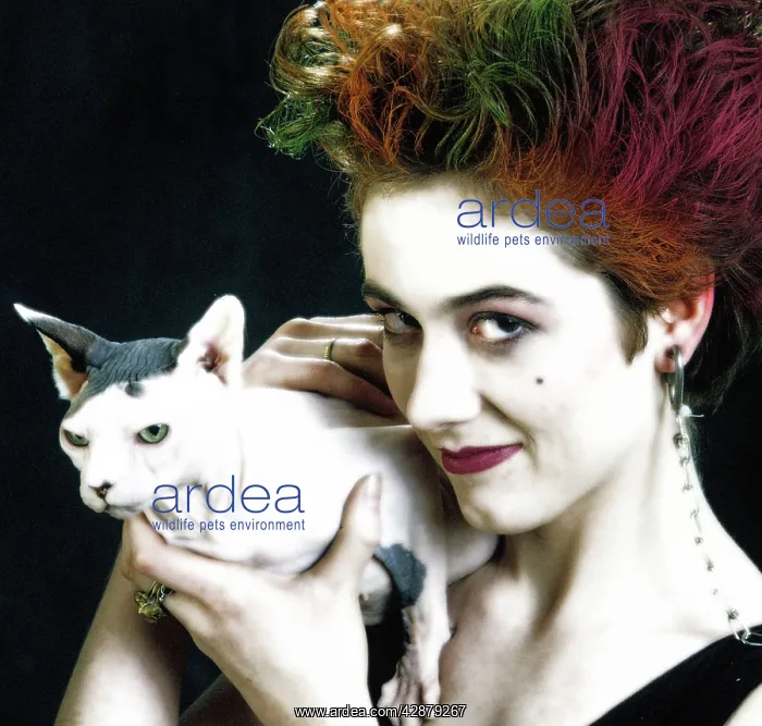  : Sphynx CAT - with punk