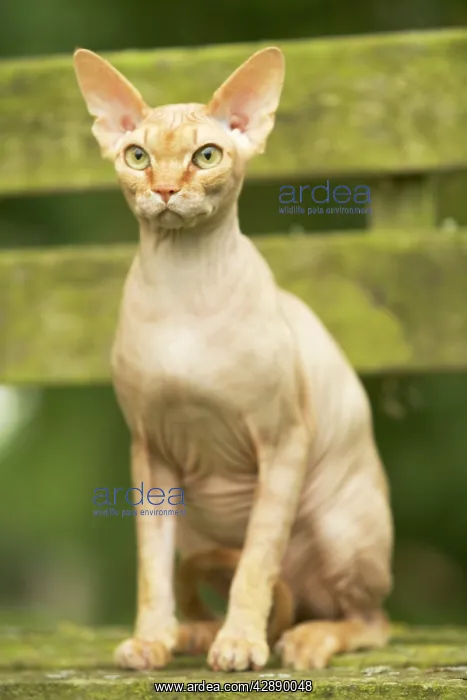  : Sphynx Cat - sitting