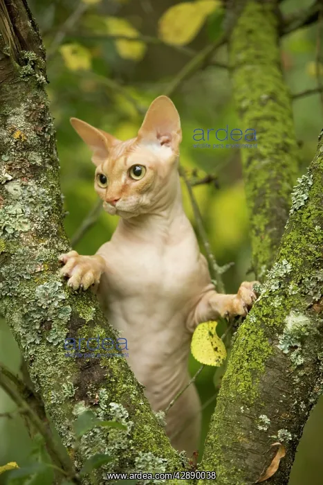  : Sphynx Cat - in tree