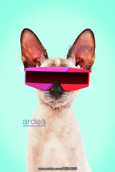 : Sphynx Cat, wearing futuristic sunglasses : Sphynx Cat, wearing futuristic sunglasses