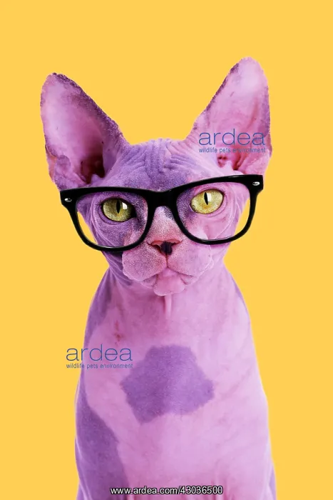  : Sphynx Cat, wearing glasses