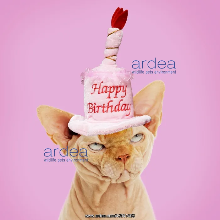 : Sphynx Cat wearing Happy Birthday hat Digital manipulation : Sphynx Cat wearing Happy Birthday hat Digital manipulation