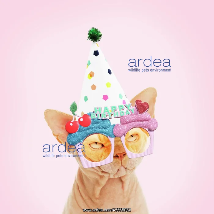 : Sphynx Cat wearing Happy Birthday hat and sunglasses : Sphynx Cat wearing Happy Birthday hat and sunglasses