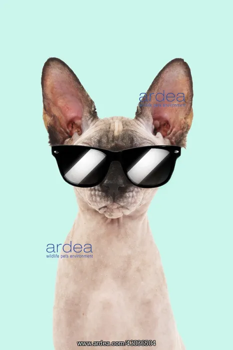 : Sphynx Cat, wearing sunglasses : Sphynx Cat, wearing sunglasses