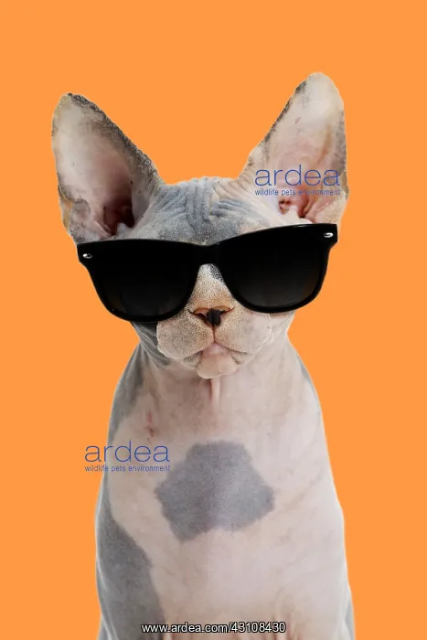 : Sphynx Cat, wearing sunglasses : Sphynx Cat, wearing sunglasses