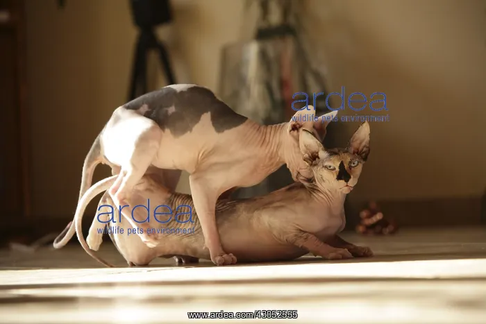 : Sphynx Cats mating indoors France : Sphynx Cats mating indoors France