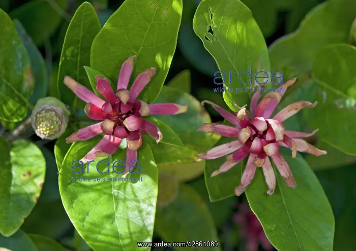  : Spice bush  /  Californian Allspice - in flower