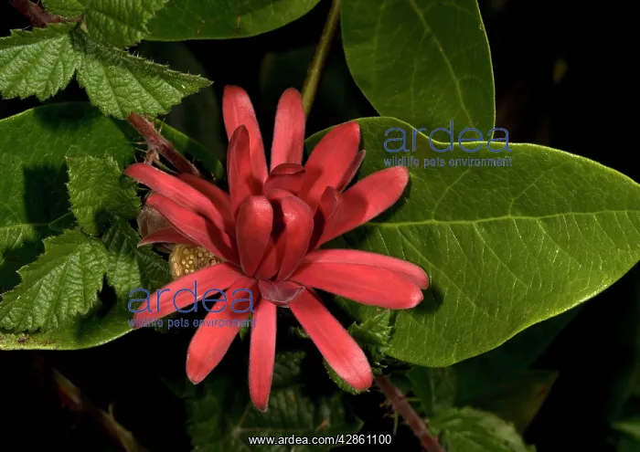 : Spice bush / Californian Allspice - in flower : Spice bush / Californian Allspice - in flower