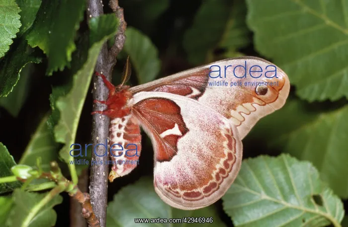  : SPICEBUSH MOTH  /  Promethea moth