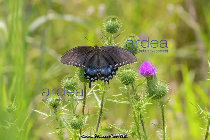 : Spicebush swallowtail on Bull thistle : Spicebush swallowtail on Bull thistle