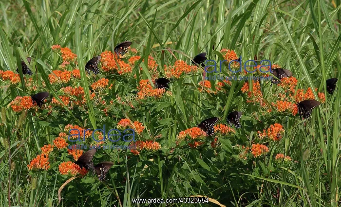 : Spicebush Swallowtail butterflies : Spicebush Swallowtail butterflies