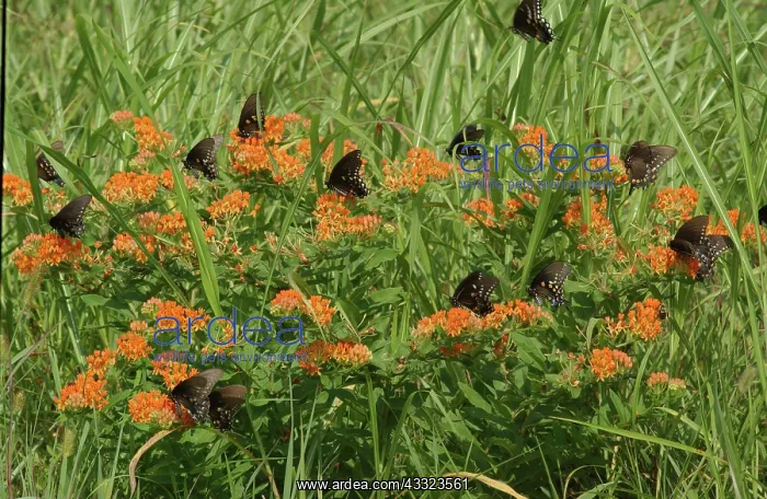 : Spicebush Swallowtail butterflies : Spicebush Swallowtail butterflies