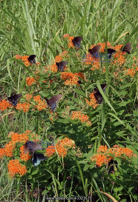  : Spicebush Swallowtail butterflies