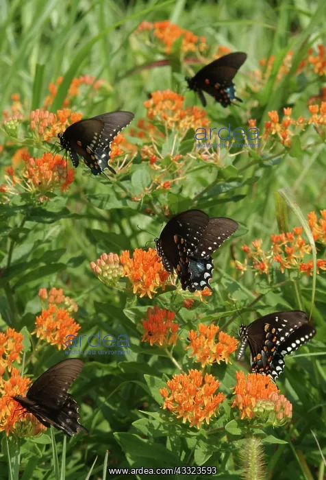 : Spicebush Swallowtail butterflies : Spicebush Swallowtail butterflies