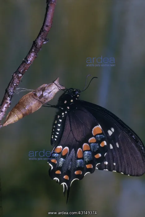 : Spicebush Swallowtail Butterfly : Spicebush Swallowtail Butterfly