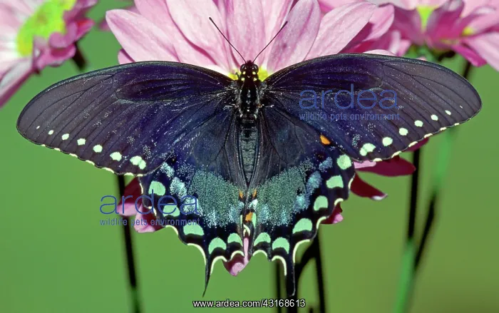 : Spicebush Swallowtail Butterfly : Spicebush Swallowtail Butterfly