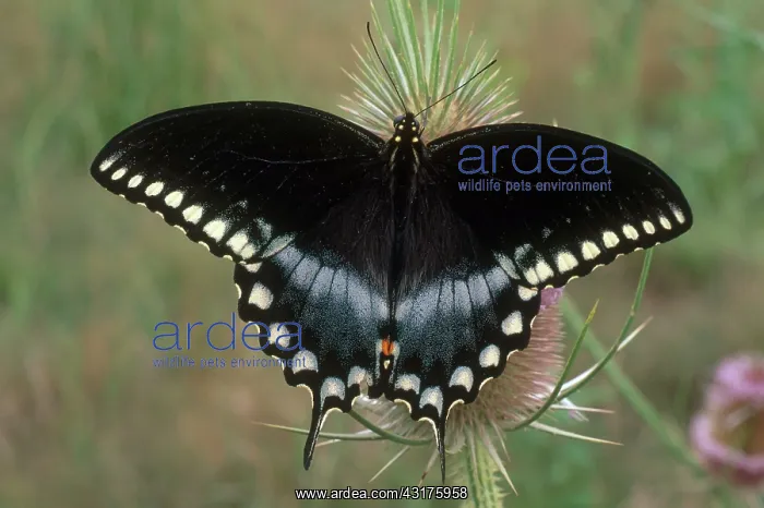 : Spicebush Swallowtail Butterfly : Spicebush Swallowtail Butterfly