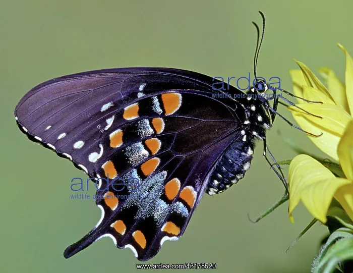 : Spicebush Swallowtail Butterfly : Spicebush Swallowtail Butterfly