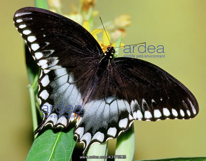 : Spicebush Swallowtail Butterfly : Spicebush Swallowtail Butterfly